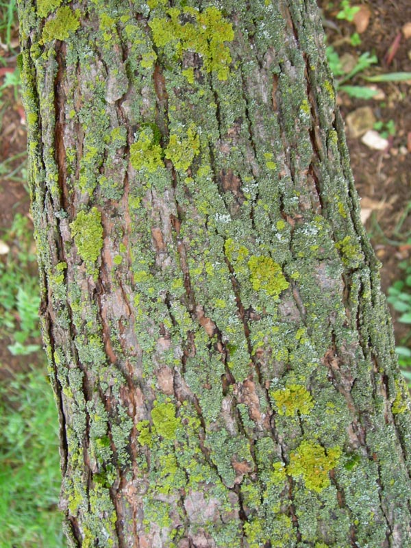 Catalpa bignonioides / Albero dei sigari